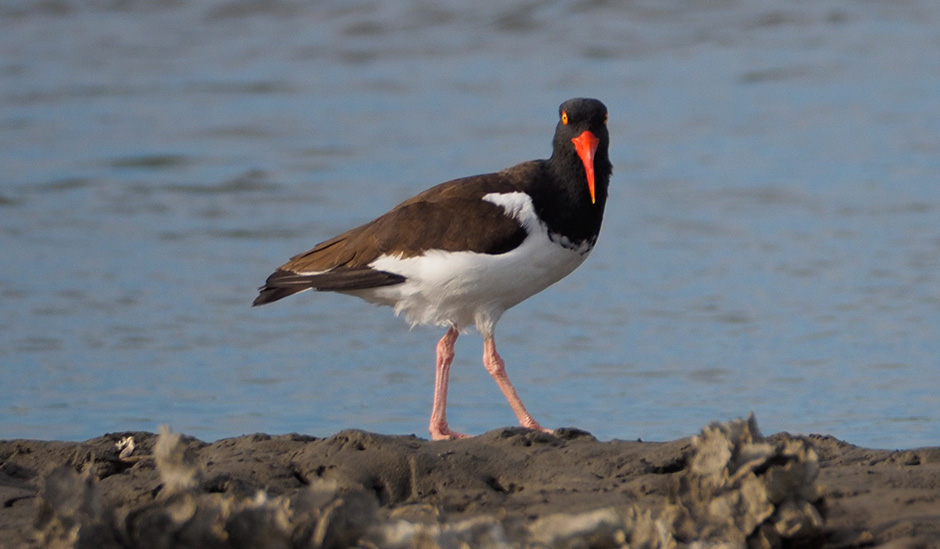 American oystercatcher at Bosun's Point.