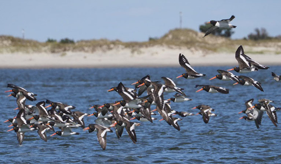 American oystercatchers in flight