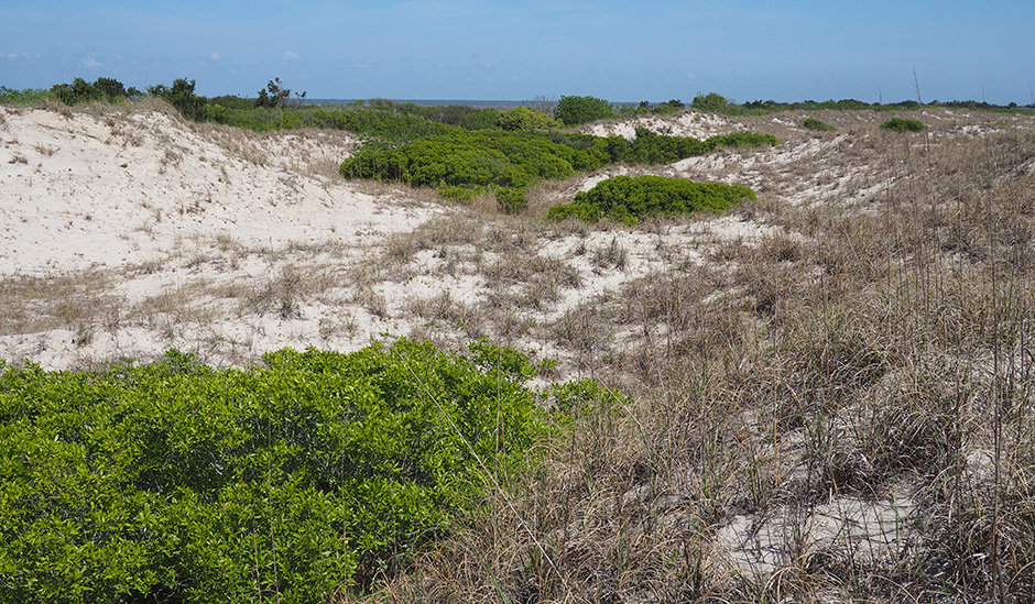 Dunes on North Island