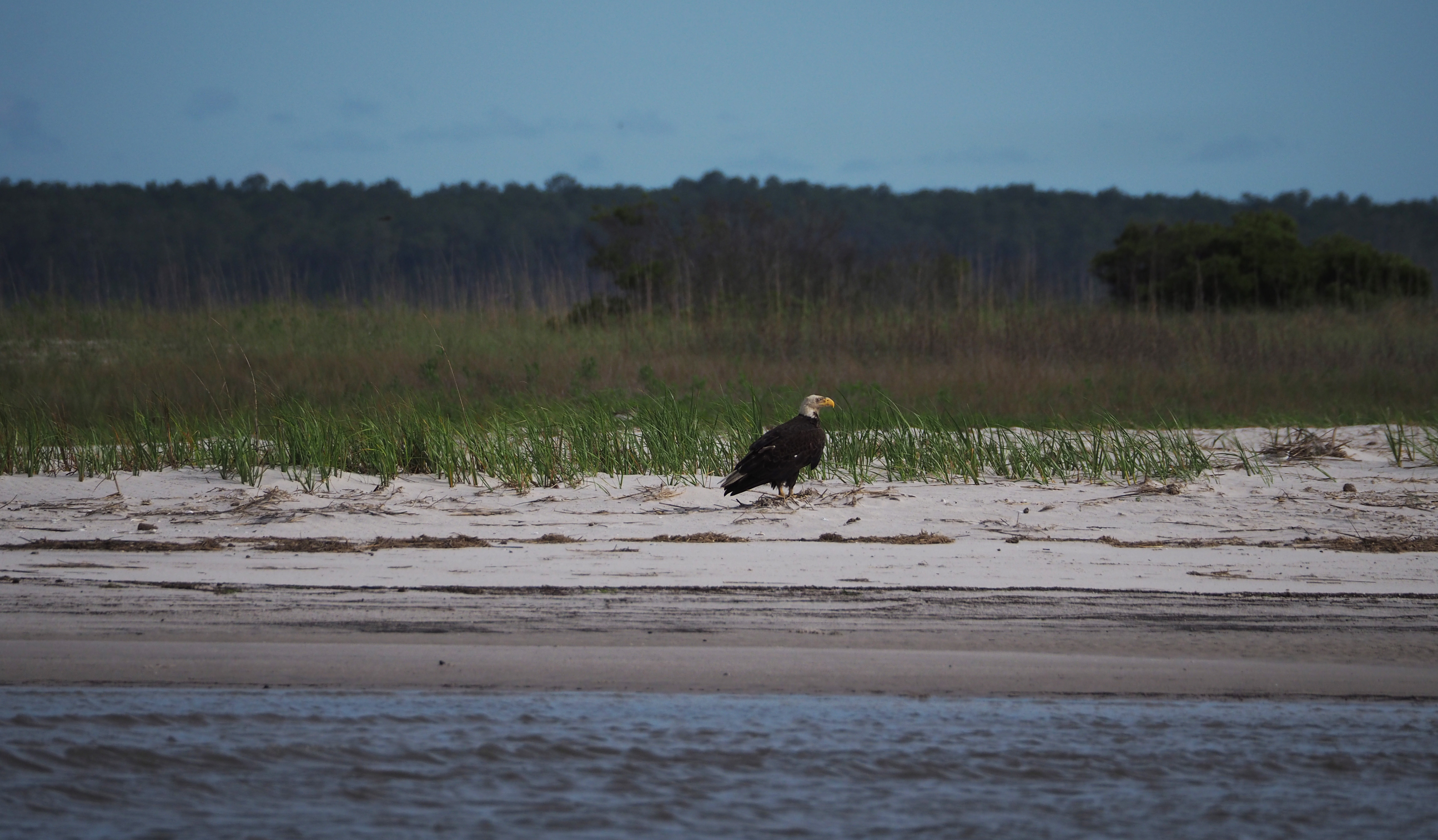 Our shorebird counts are sometimes disrupted, such as when this eagle decided to visit the beach in the middle of our count.
