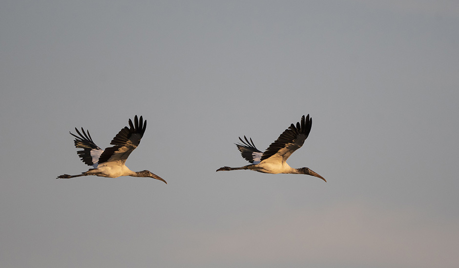 ibis gallery
