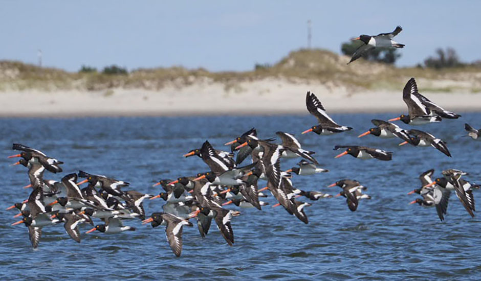 Oystercatchers in flight