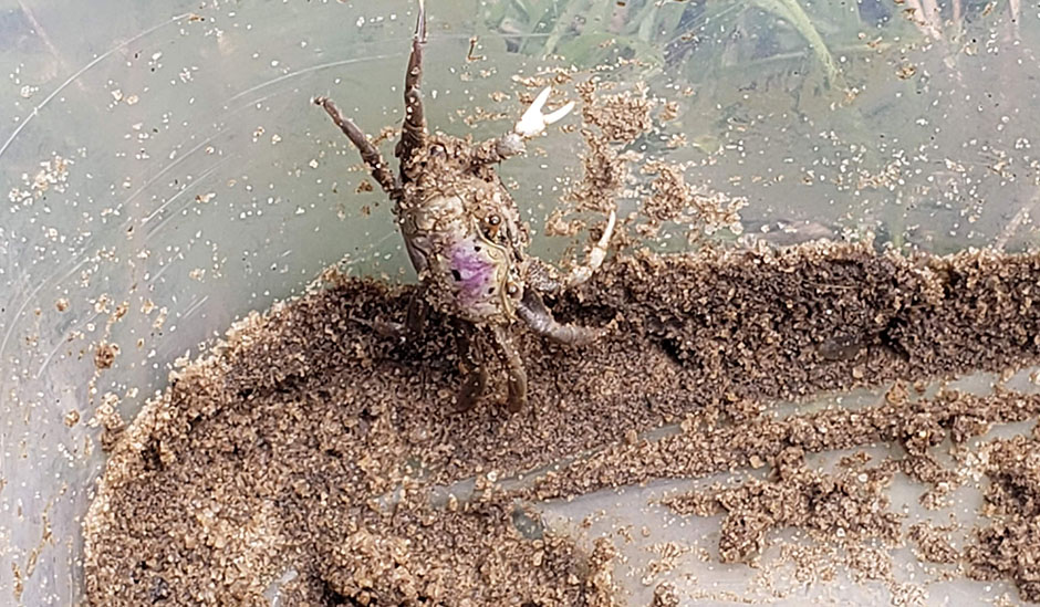 crab in mud