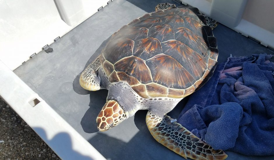 green turtle